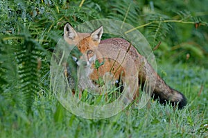 Red Fox Scientific name: Vulpes vulpes