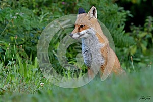 Red Fox Scientific name: Vulpes vulpes