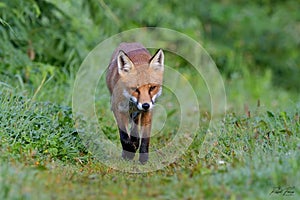 Red Fox Scientific name: Vulpes vulpes