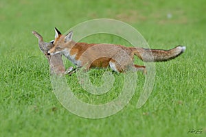 Red Fox Scientific name: Vulpes vulpes