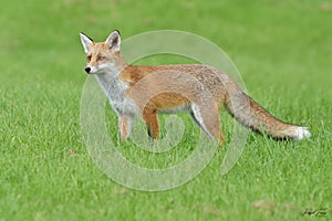 Red Fox Scientific name: Vulpes vulpes