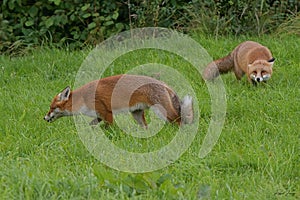 Red Fox Scientific name: Vulpes vulpes