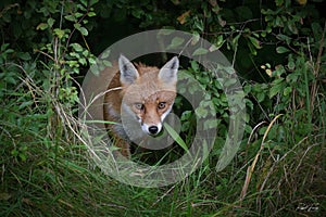 Red Fox Scientific name: Vulpes vulpes