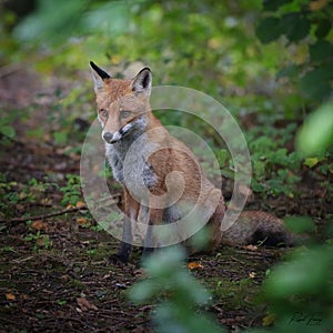 Red Fox Scientific name: Vulpes vulpes