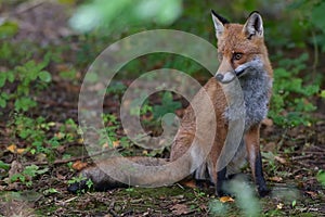 Red Fox Scientific name: Vulpes vulpes