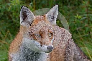 Red Fox Scientific name: Vulpes vulpes