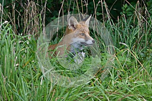 Red Fox Scientific name: Vulpes vulpes