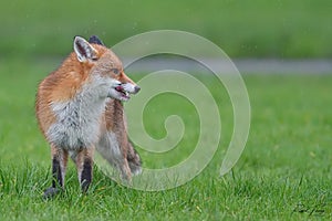 Red Fox Scientific name: Vulpes vulpes