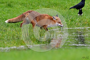 Red Fox Scientific name: Vulpes vulpes