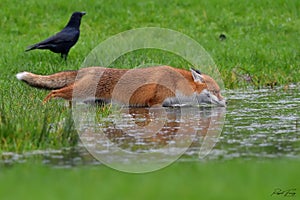 Red Fox Scientific name: Vulpes vulpes