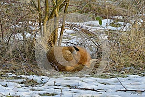 Red Fox Scientific name: Vulpes vulpes