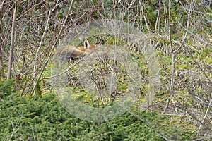 Red Fox Scientific name: Vulpes vulpes