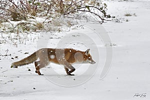 Red Fox Scientific name: Vulpes vulpes