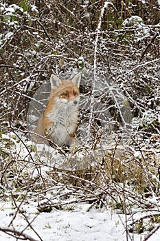 Red Fox Scientific name: Vulpes vulpes