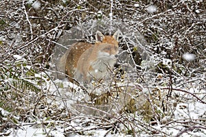 Red Fox Scientific name: Vulpes vulpes