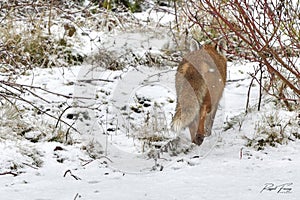 Red Fox Scientific name: Vulpes vulpes