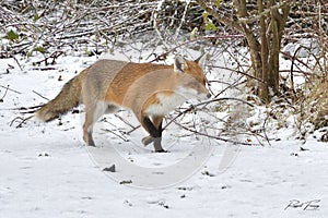 Red Fox Scientific name: Vulpes vulpes