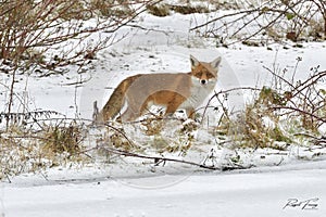 Red Fox Scientific name: Vulpes vulpes