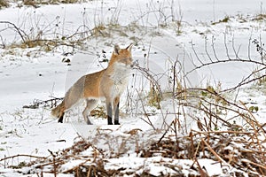 Red Fox Scientific name: Vulpes vulpes