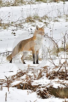 Red Fox Scientific name: Vulpes vulpes