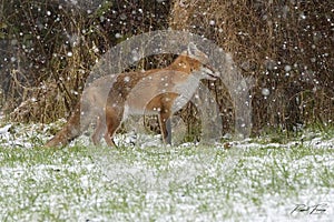 Red Fox Scientific name: Vulpes vulpes