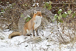 Red Fox Scientific name: Vulpes vulpes