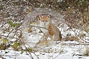 Red Fox Scientific name: Vulpes vulpes