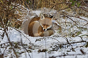 Red Fox Scientific name: Vulpes vulpes