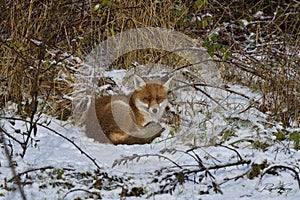 Red Fox Scientific name: Vulpes vulpes