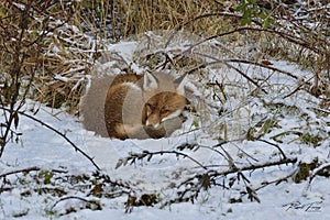 Red Fox Scientific name: Vulpes vulpes