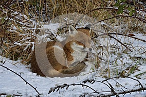 Red Fox Scientific name: Vulpes vulpes