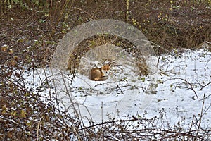 Red Fox Scientific name: Vulpes vulpes