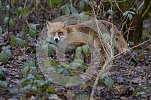 Red Fox Scientific name: Vulpes vulpes