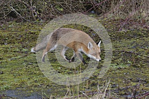 Red Fox Scientific name: Vulpes vulpes