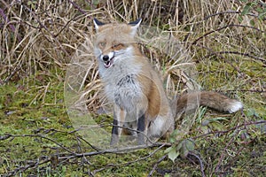 Red Fox Scientific name: Vulpes vulpes