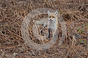 Red Fox Scientific name: Vulpes vulpes