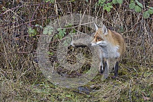 Red Fox Scientific name: Vulpes vulpes