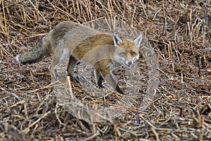 Red Fox Scientific name: Vulpes vulpes