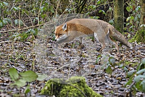 Red Fox Scientific name: Vulpes vulpes