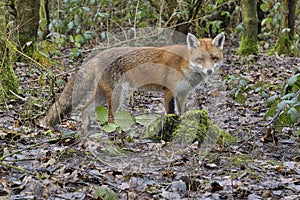 Red Fox Scientific name: Vulpes vulpes