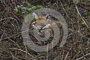 Red Fox Scientific name: Vulpes vulpes