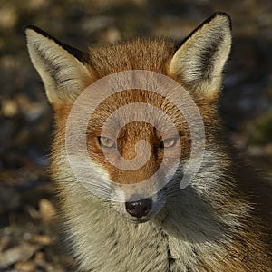 Red Fox Scientific name: Vulpes vulpes