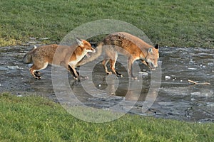 Red Fox Scientific name: Vulpes vulpes