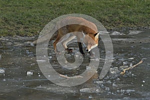 Red Fox Scientific name: Vulpes vulpes