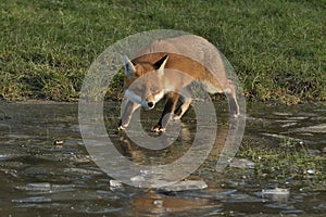 Red Fox Scientific name: Vulpes vulpes