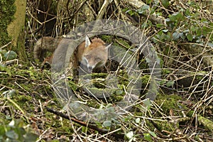 Red Fox Scientific name: Vulpes vulpes