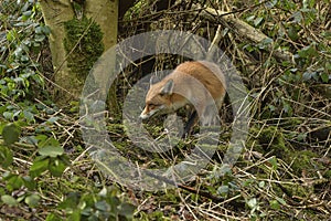 Red Fox Scientific name: Vulpes vulpes