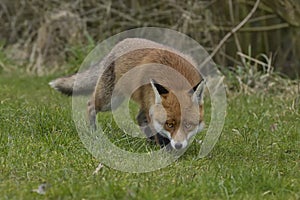 Red Fox Scientific name: Vulpes vulpes