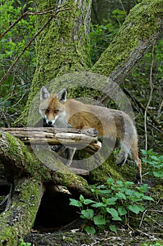 Red Fox Scientific name: Vulpes vulpes