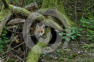 Red Fox Scientific name: Vulpes vulpes